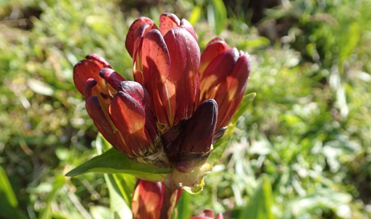 Gentiana purpurea (L., 1753)