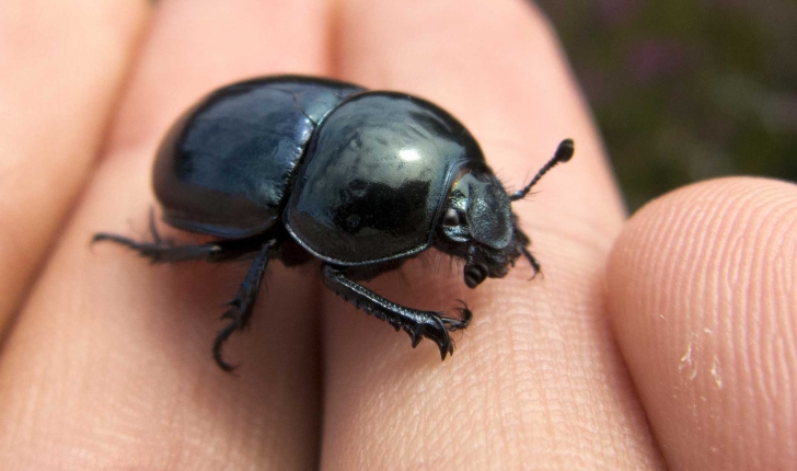 geotrupidae sp