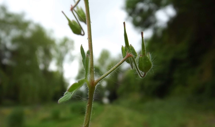 Geranium robertianum (Linné, 1753)