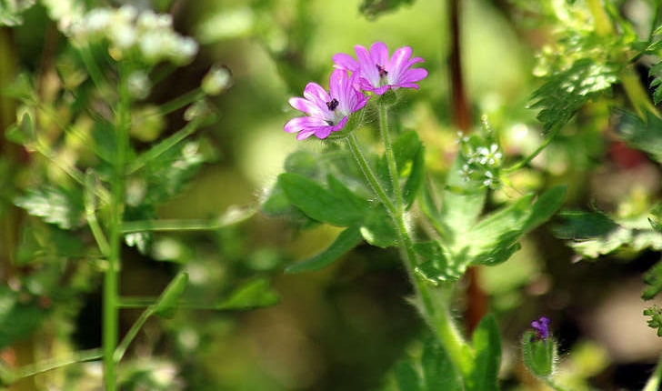 Geranium molle (L., 1753)