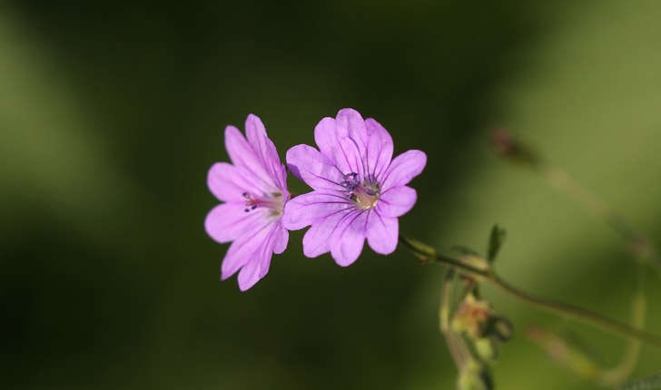 Geranium molle (L., 1753)
