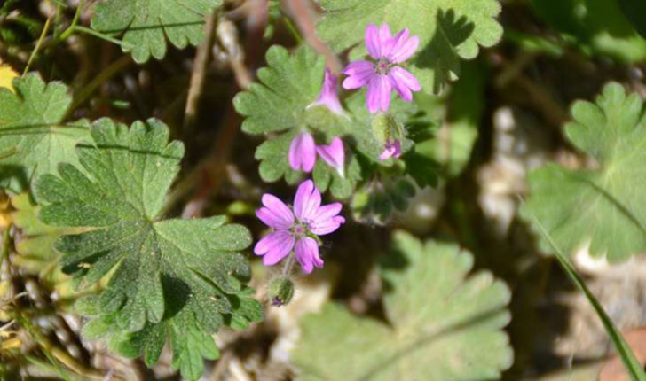 Géranium sp.