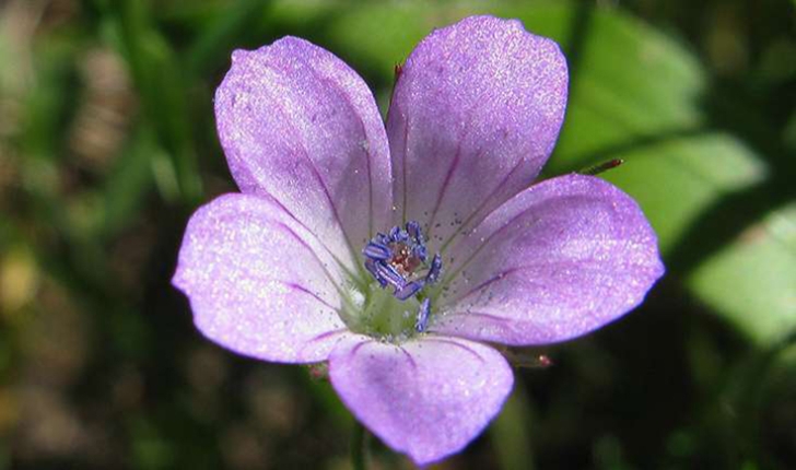 Géranium sp.