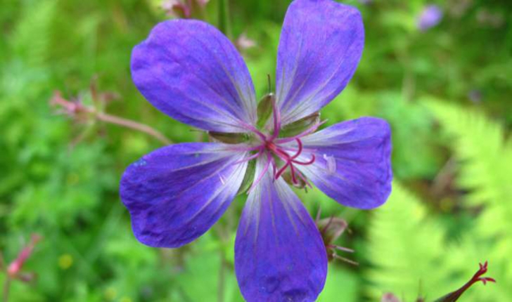 Géranium sp.