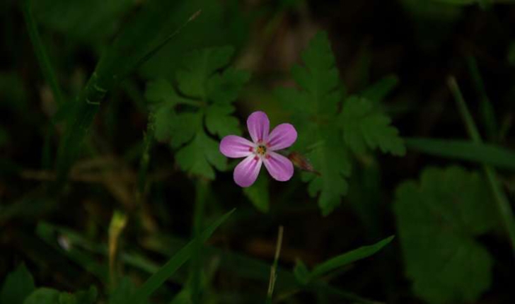 Géranium sp.