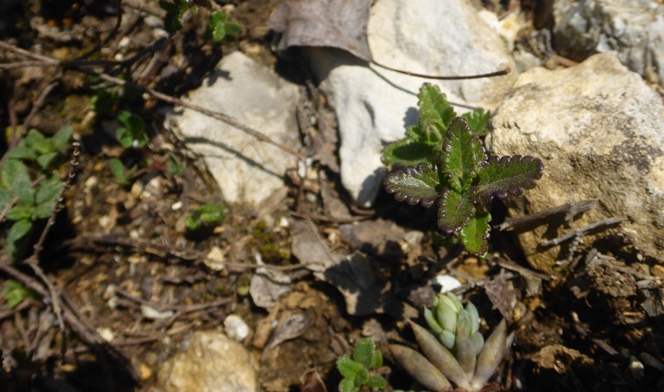 Teucrium chamaedrys