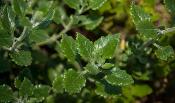 Teucrium flavum (Linné, 1753)