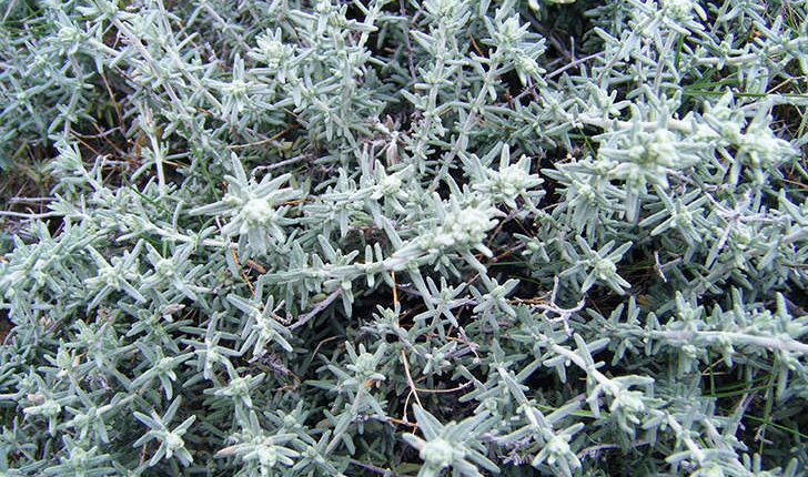 Teucrium polium subsp. purpurascens (Benth.) S.Puech