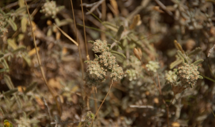 Teucrium polium (Linné, 1753)