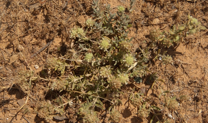 Teucrium polium (Linné, 1753)