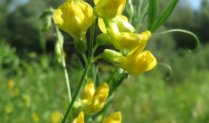 Lathyrus pratensis