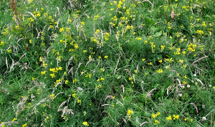Lathyrus pratensis