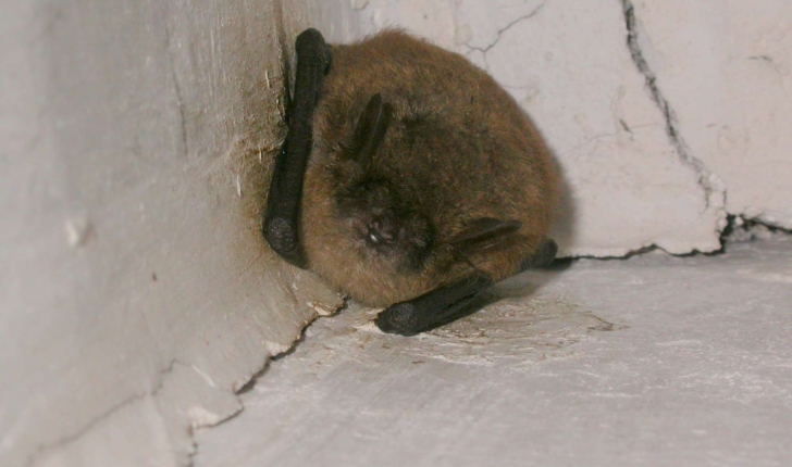 Myotis emarginatus (E. Geoffroy, 1806) 