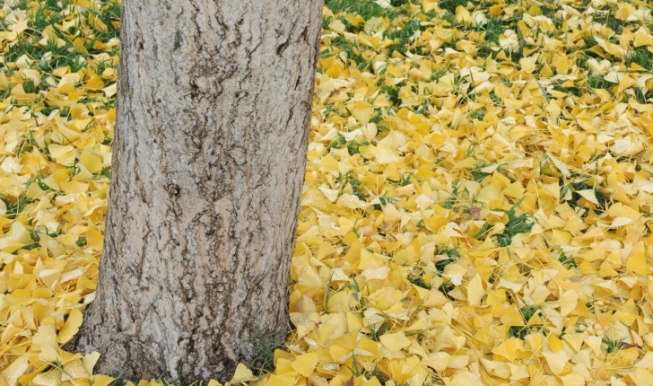 Ginkgo biloba Linné 1771