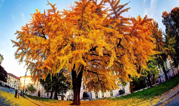 Ginkgo biloba Linné 1771