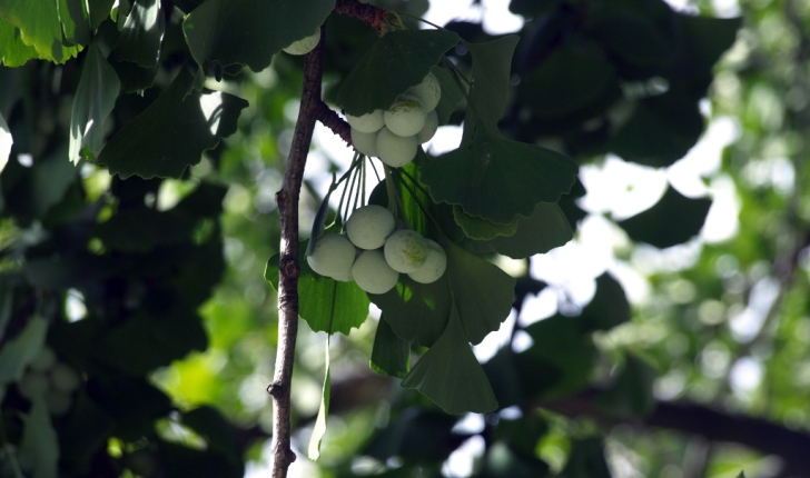 Ginkgo biloba Linné 1771