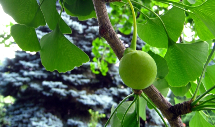 Ginkgo biloba Linné 1771