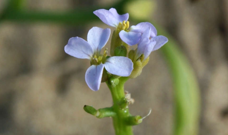 Matthiola sinuata (L. R.Br., 1812)
