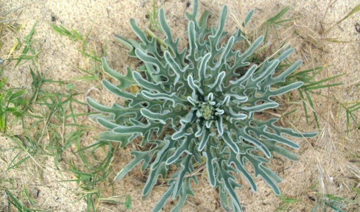 Matthiola sinuata (L. R.Br., 1812)