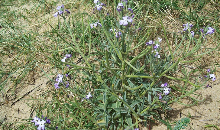 Matthiola sinuata (L. R.Br., 1812)