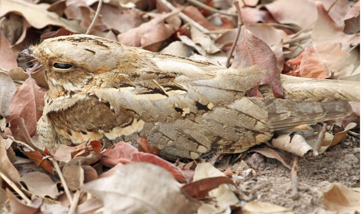 Caprimulgus europaeus (Linnaeus, 1758)