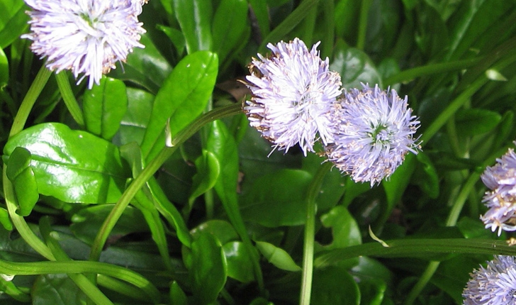 Globulaire sp.