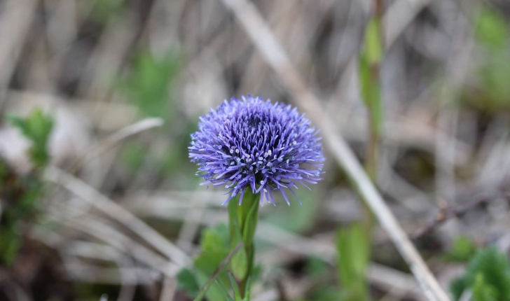 Globulaire sp.