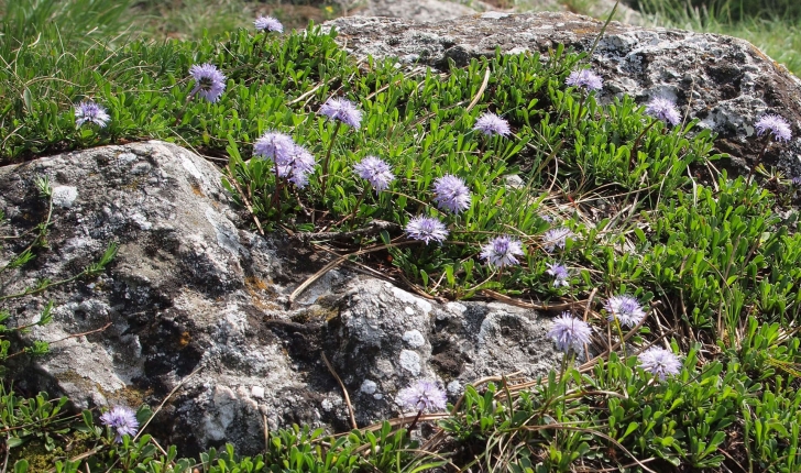 Globulaire sp.