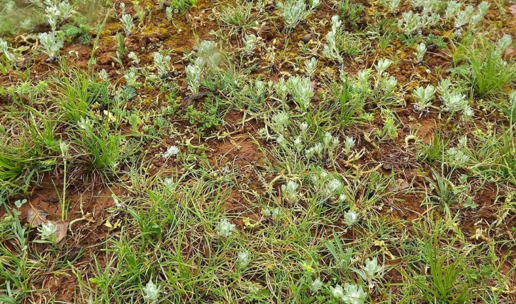 Bombycilaena erecta (Smoljan., 1955)