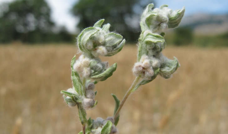 Bombycilaena erecta (Smoljan., 1955)