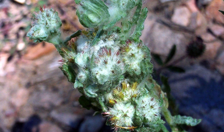 Bombycilaena erecta (Smoljan., 1955)