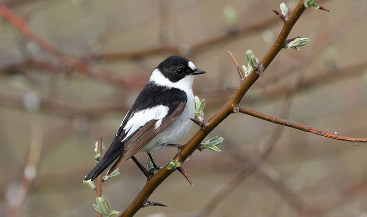 Ficedula albicollis (Temminck, 1815)