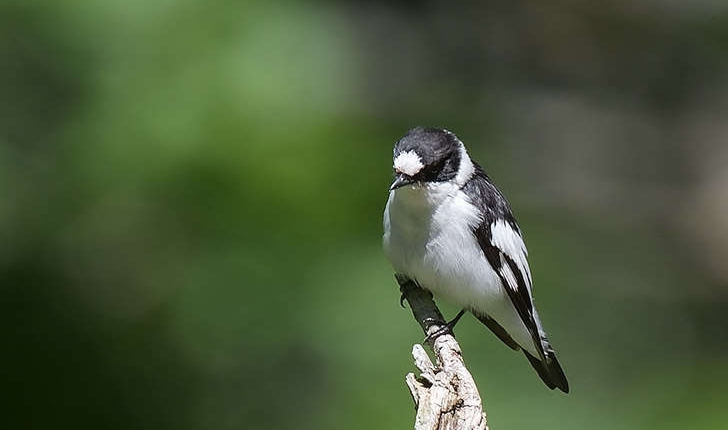 Ficedula albicollis (Temminck, 1815)