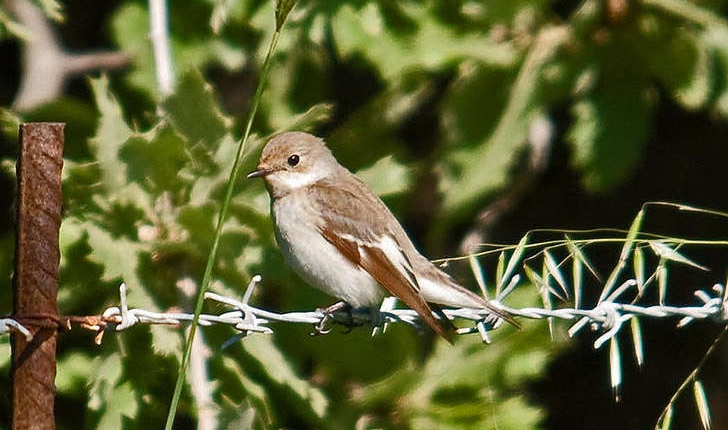 Ficedula albicollis (Temminck, 1815)