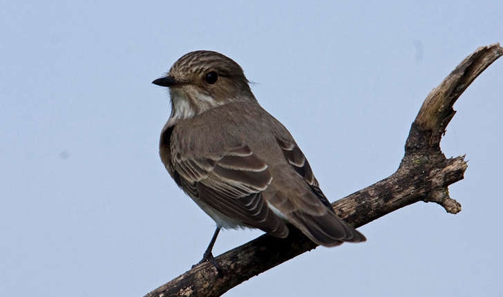 Muscicapa striata (Pallas 1764)