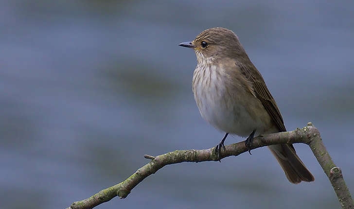 Muscicapa striata (Pallas 1764)