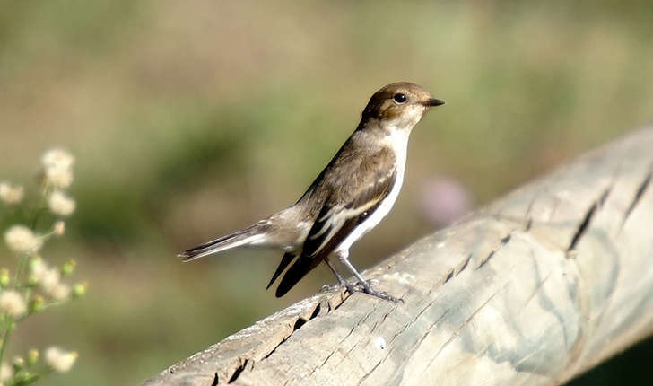 Muscicapa striata (Pallas 1764)