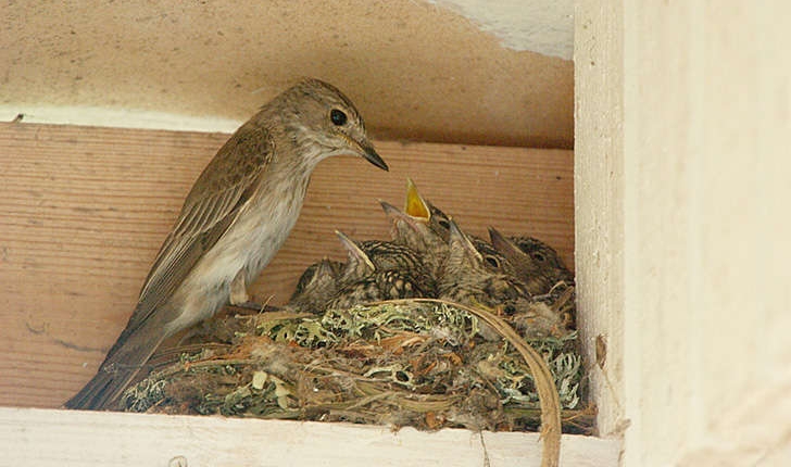 Muscicapa striata (Pallas 1764)