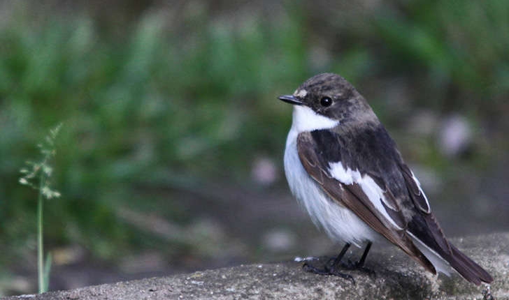 Ficedula hypoleuca (Pallas, 1764)