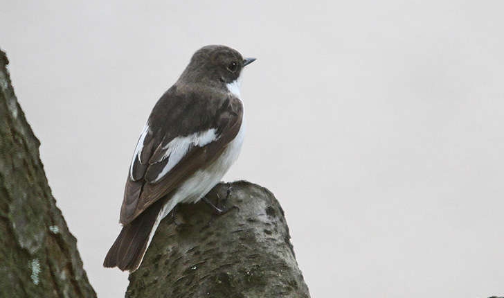 Ficedula hypoleuca (Pallas, 1764)
