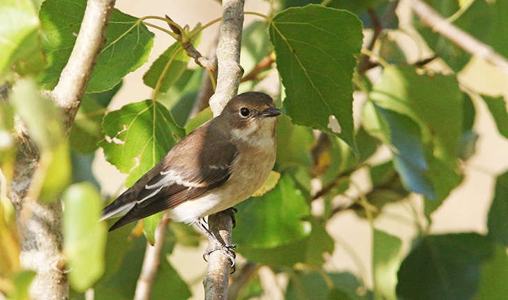 Ficedula hypoleuca (Pallas, 1764)