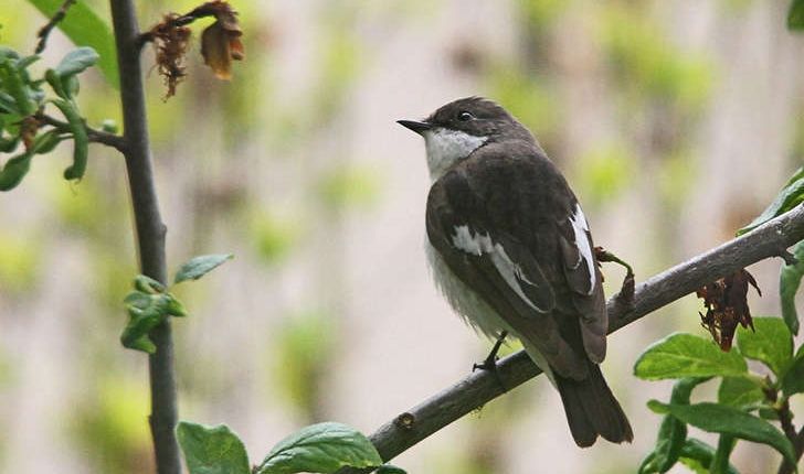 Ficedula hypoleuca (Pallas, 1764)