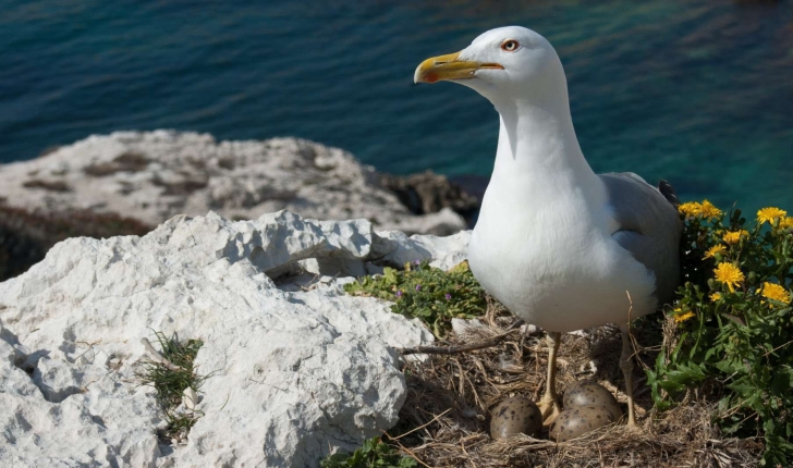 Larus michahellis (Naumann, 1840)