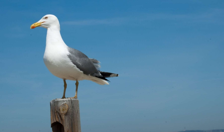 Larus michahellis (Naumann, 1840)