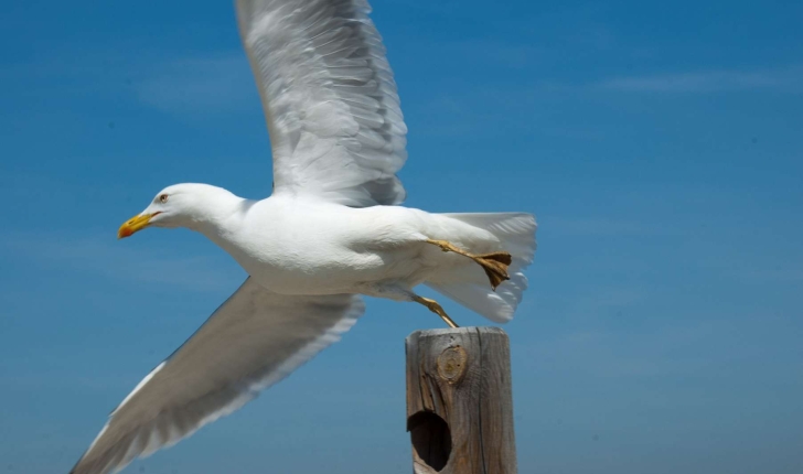 Larus michahellis (Naumann, 1840)