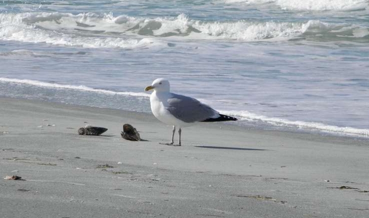 Larus argentatus (Pontoppidan, 1763)