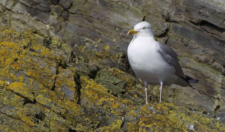 Larus argentatus (Pontoppidan, 1763)