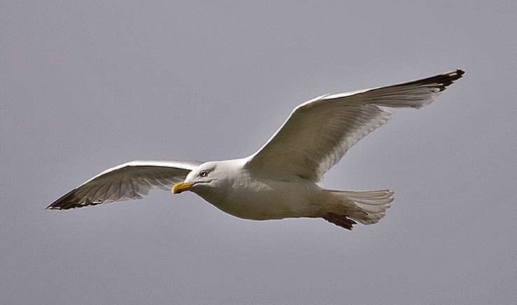 Larus argentatus (Pontoppidan, 1763)