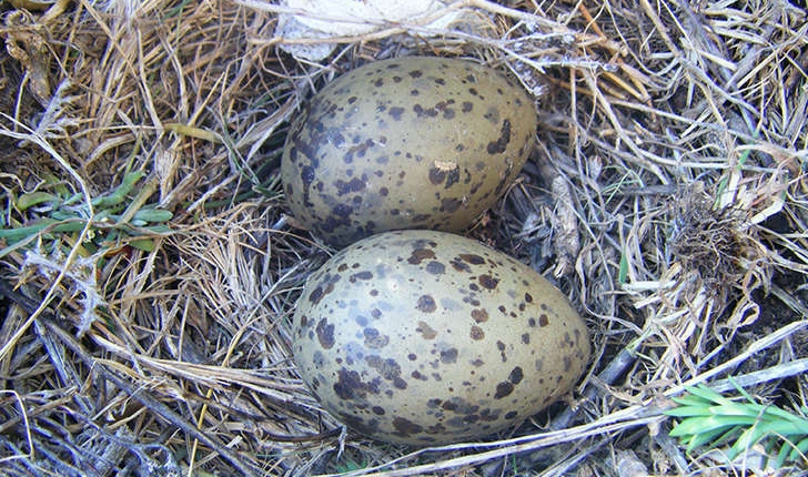 Larus michahellis (Naumann, 1840)