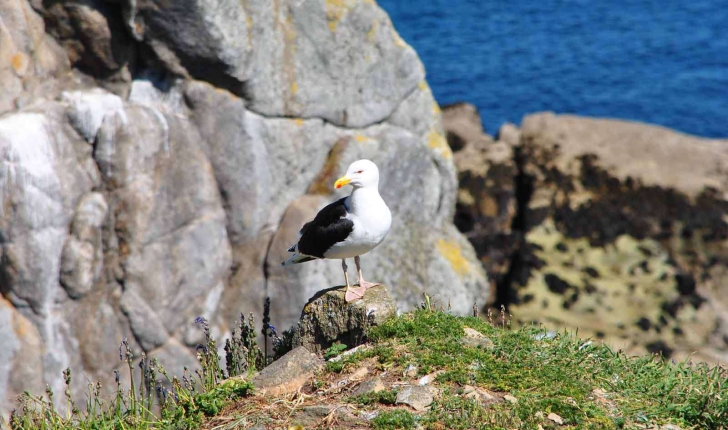 Larus marinus (Linnaeus, 1758)